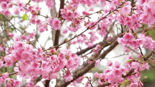 Japon Sakura