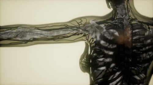 Human Skeleton Bones Scan Glowing