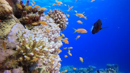 Colorful Fish Swimming Around Coral Reef in Ocean