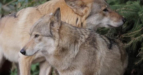 Wolf Canis Lupus Also Known As the Gray Wolf is the Largest Extant Member of the Family Canidae