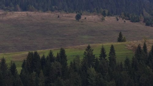 Big Zoom Forest Field Mountain, Camera Moves Up