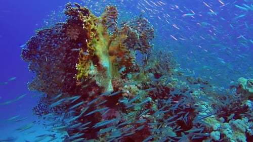 Underwater Glassfish with Blue Water Background