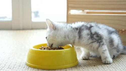 Hungry Kitten Eats from Yellow Bowl