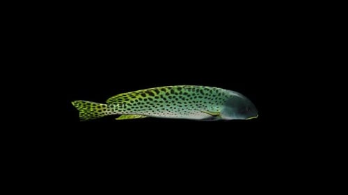 Black Spotted Grunt Fish Top View