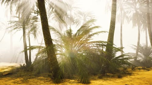 Cocotiers dans un brouillard matinal profond