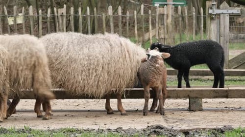 Agneaux curieux regardant la caméra au printemps, nouvelle vie