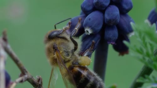 Fuzzy Bee Gathering Pollen on Spring Flowers