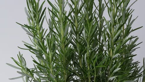 Close Up Of Fresh Green Rosemary Herb