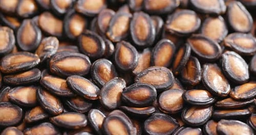 Pile of Tasty Roasted Brown Melon Seeds