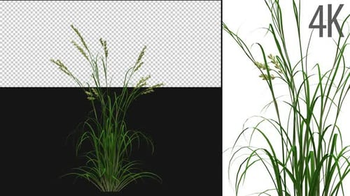 Realistic Grass Growth Alpha Channel Animation