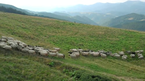 Sheep Herd Grazing on Green Mountain Pasture