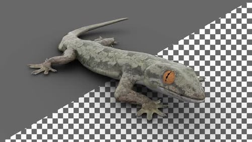 Canal Alpha Gecko