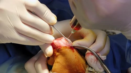 Surgery on the Paw of the Dog in Veterinary Clinic