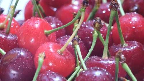 Close-up of Fresh, Ripe, Wet Cherries with Stems
