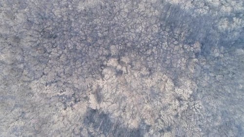 Aerial View of Winter Forest Covered with Snow