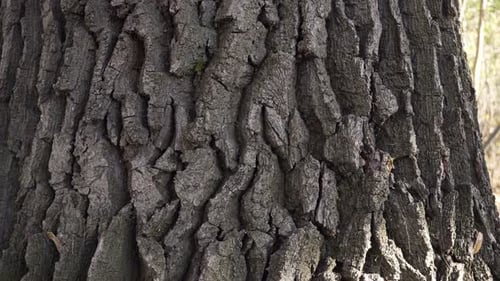 Rough Tree Bark Close Up in Nature
