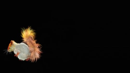 Animated Squirrel Running on Black Background