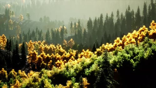 Coucher de soleil radieux dans les montagnes avec la forêt