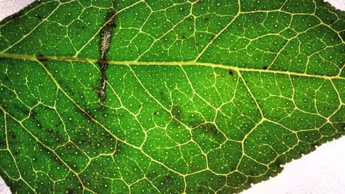 Green Leaf Analysis
