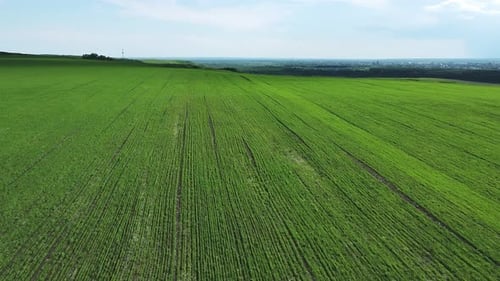 Aerial View Over a Green Farm Field. View From Above on Agricultural Works