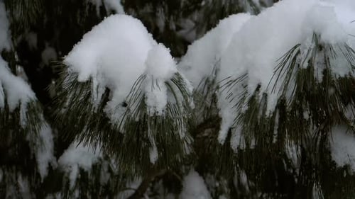 Snow Covered Evergreen Branches in Winter
