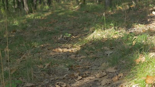 Forest trail through trees 4K 2160p UHD video - Sun lighted forest trail 4K 3840X2160 UHD footage