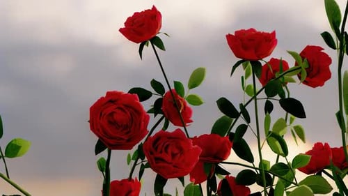 Animated Red Roses and Green Leaves Against Sky Background