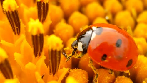 Ladybug Crawling on Yellow Flower in Macro Shot