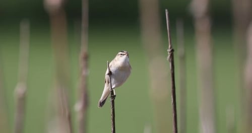Small Bird Sings While Perched on Branch