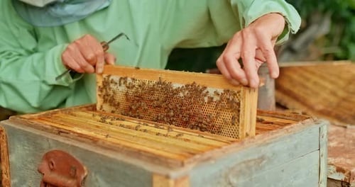 Nahaufnahme, der Rahmen mit Waben wird aus dem Bienenstock genommen, die Bienen sitzen auf dem Rahmen