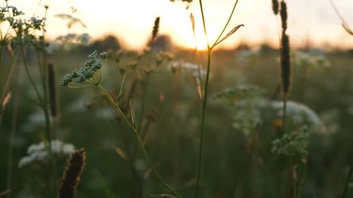 Wildflowers Silhouetted in Golden Light at Sunset
