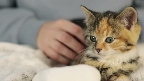 Person petting calico kitten on soft white blanket