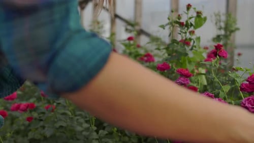 Adult Using Tablet With Pink Roses in Greenhouse