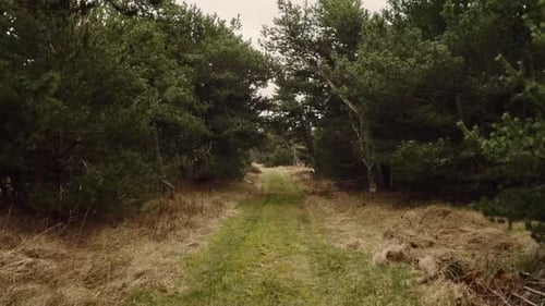 Pathway in Skagen Forest