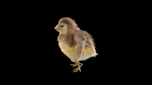 Cute Baby Chick Standing and Looking Around with Alpha Channel