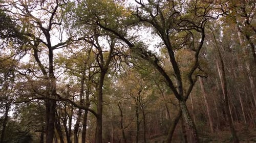 Through Branches And Trees 4K 03