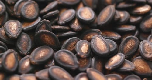 Black Melon Seed