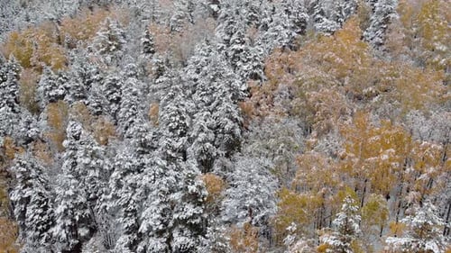 Snowcovered Autumn Forest Top View