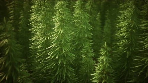 Field Green Medial Cannabis