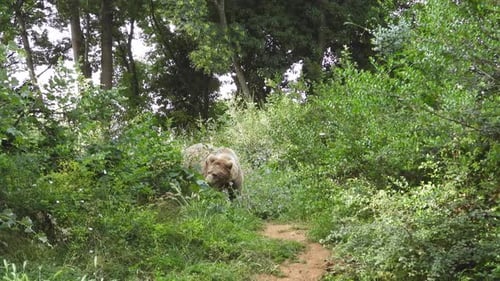 Real Wild Bear In Natural Habitat Among The Trees In The Forest