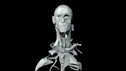 3D Human Anatomy Reveal: Muscular and Skeletal System Build-Up