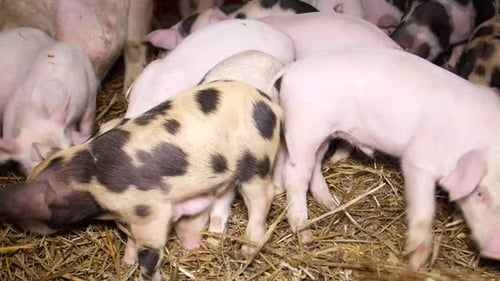 Group of pigs in a stable, farming