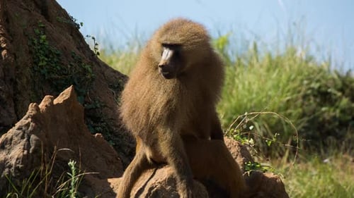 Baboon 07
