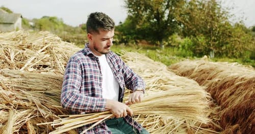 Man Farmer Working in the Field Inspects the Crop Wheat Germ Natural a Farming