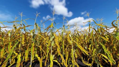 Gelber reifer Mais auf Stielen für die Ernte