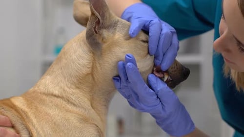 Clinic Female Worker in Gloves Examining Dog Teeth