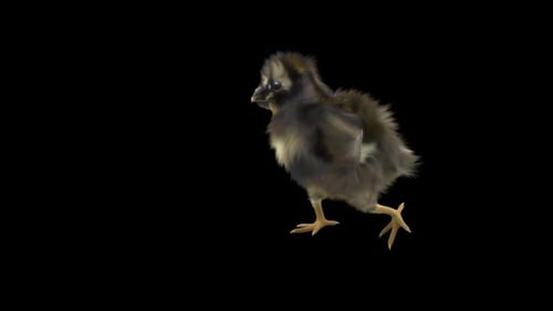 Realistic Baby Chick Walking on Alpha Channel Loop
