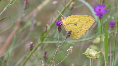 Clouded Yellow butterfly on a purple clover
