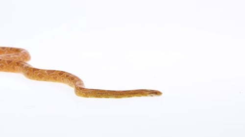 Python tigre Molurus Bivittatus Morph Albine Birman sur fond blanc