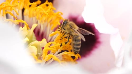 Bee Collects Nectar From Blossoming Flower of a Peony. Close-up of a Bee in Super Slow Motion